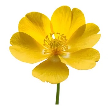 A yellow buttercup flower on a white background.